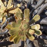 Aeonium holochrysum S.C. La Palma JLcoll.072   ÉPUISÉ - OUT of STOCK - AGOTADO